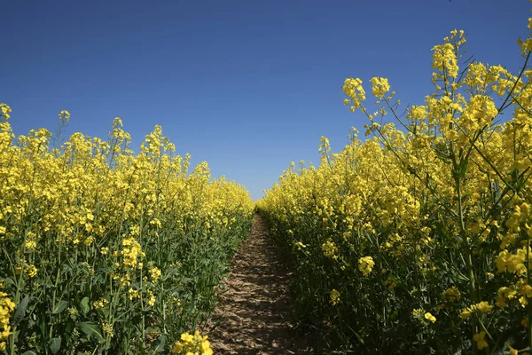 狭窄的小径穿过田野的黄色开花的油菜籽对着清澈的蓝天, 复制空间 — 图库照片