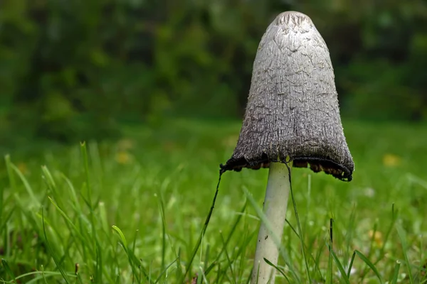 Shaggy ink cap (Coprinus comatus) on the lawn in autumn, also called lawyer's wig, or shaggy mane, when young it is an excellent edible mushroom, old ones melt into an ink-like liquid, copy space — Stock Photo, Image