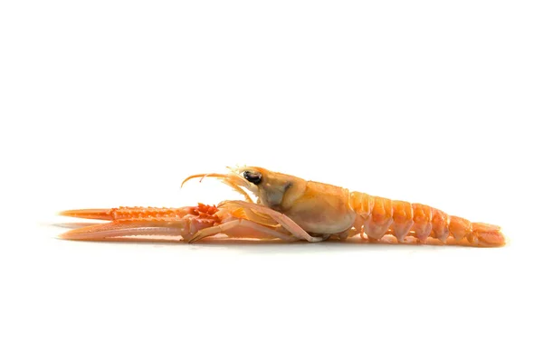 Scampi також називають langoustine або Norway Lobster з боку, дорогі морепродукти ізольовані на білому тлі — стокове фото