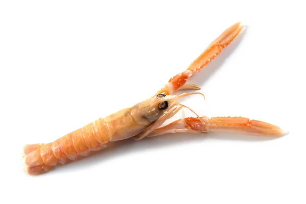 Langoustine також називають scampi або Norway Lobster, дорогі морепродукти, ізольовані на білому тлі, копіюємо простір. — стокове фото