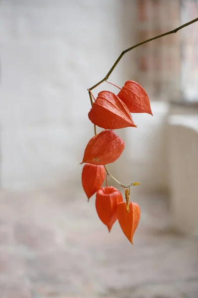 Chinese Lantern (Physalis alkekengi), a branch with orange husks as decoration in an old rustic building with white painted brick walls, copy space — Stock Photo, Image