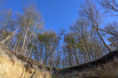 Eriyen sarp kıyıların kıyısında ağaçlar büyüyor. Alman adasında. Baltık Denizi 'nde Wismar yakınlarında, berrak mavi gökyüzü.