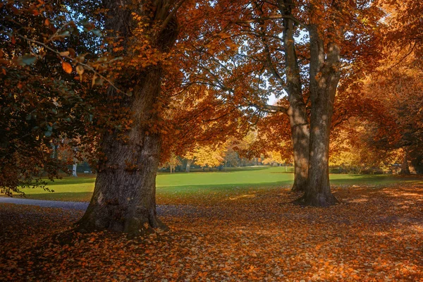 공원의 나무 잎사귀에 있는 붉은 색 과금 빛 가을 색깔, 계절적 인 풍경 — 스톡 사진