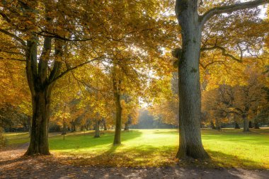 beautiful old trees with colorful autumn leaves in an old park, seasonal nature background 