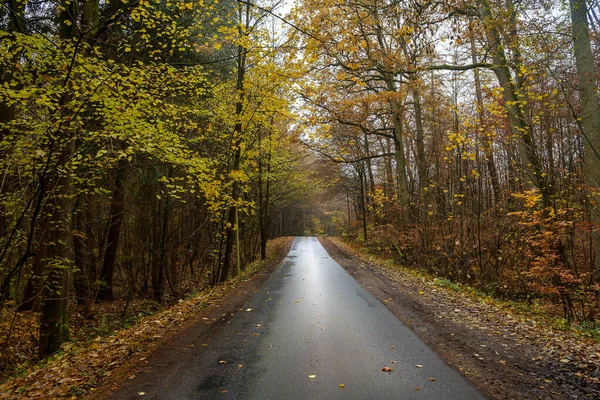 Carretera de campo estrecha a través del bosque de otoño con hojas coloridas y una superficie húmeda y fangosa de asfalto, peligro de resbalar al conducir, concepto de transporte de seguridad, espacio de copia —  Fotos de Stock