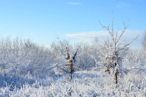 Neve coberto árvores jovens com folhagem vermelha seca em uma paisagem de inverno nevado sob um céu azul, espaço de cópia — Fotografia de Stock
