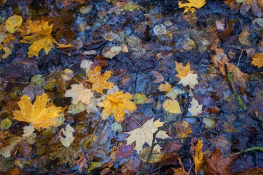 Akçaağaç yaprakları ve kayın yaprakları ıslak orman zemininde bir su birikintisi mevsimsel arka plan dokusu, yukarıdan yüksek açı manzarası