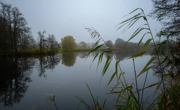 Vass stjälkar svajar försiktigt på stranden av en lugn landsbygd sjö på en tyst grå november dag, kopiera utrymme — Stockfoto