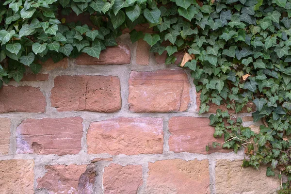 Perete de gresie roșiatică încadrat cu iederă veșnic verde, arhitectură sau fundal natural cu spațiu de copiere — Fotografie, imagine de stoc