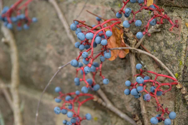 Kleine blauwe vruchten op rode stengels van het beklimmen van sierwijn op een oude muur, kopieer ruimte — Stockfoto