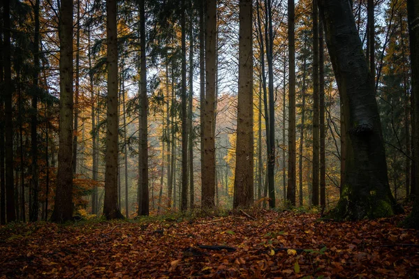 Tronchi di albero scuro in una foresta mista autunnale con fogliame colorato, paesaggio naturale stagionale nel nord della Germania — Foto Stock