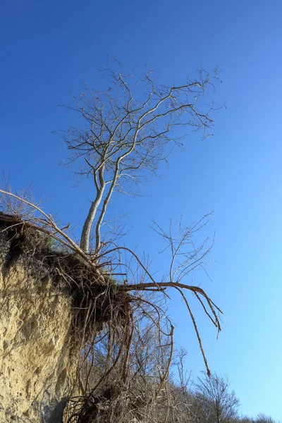 Árbol desnudo en el borde del accidente en la costa escarpada erosionada de la isla alemana Poel en el mar Báltico, cielo azul con espacio de copia —  Fotos de Stock