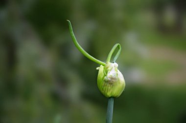 Ağaç soğan, soğan, yürüyüş soğan, ya da Mısır soğan (Allium proliferum) genç ampuller, ya da minyatür soğan sapı üstünde büyüyen, kopya alanı ile