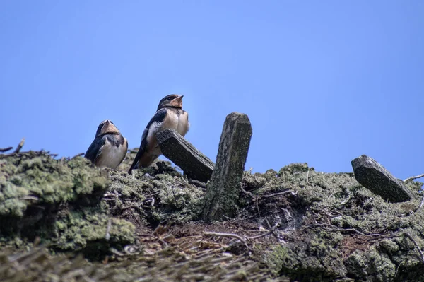 Zwei junge Schwalbenvögel (hirundo rustica) auf einem Strohdach, die vor blauem Himmel auf Futter warten, großer Kopierraum — Stockfoto
