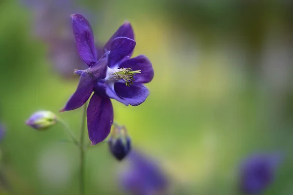 Flor azul púrpura de columbina europea (Aquilegia vulgaris) floreciendo en el jardín, fondo verde con espacio para copiar —  Fotos de Stock