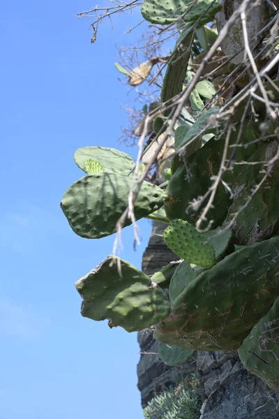 Mediterranean cactuses grow on a rock face against a blue sky with copy space — 스톡 사진