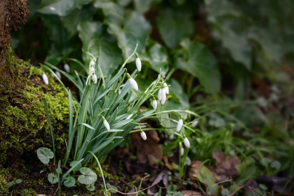Snowdrops (Galanthus nivalis) are growing in the shade of a tree trunk in the garden, the first white flowers in early spring, copy space — Stok fotoğraf