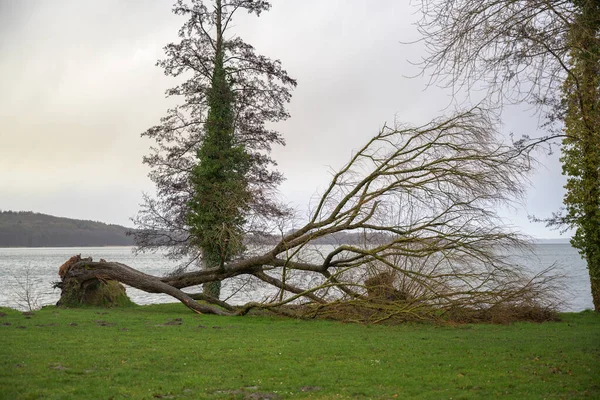 Caduto albero nudo sul prato sulla riva del lago dopo il maltempo, pericolosi danni tempesta, cielo nuvoloso coperto, copiare lo spazio — Foto Stock