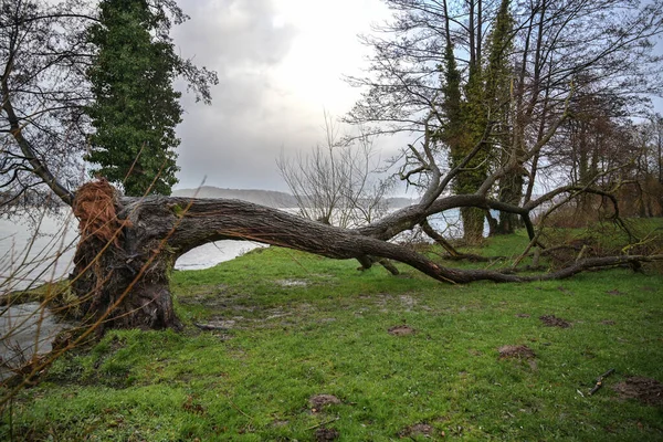 Dommages causés par la tempête, arbres nus tombés sur la prairie inondée au bord du lac après un temps violent, ciel nuageux, espace à copier — Photo