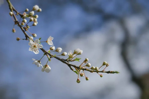 Ανθισμένη Κερασιά Δαμάσκηνο Prunus Cerasifera Μικρά Λευκά Άνθη Την Άνοιξη — Φωτογραφία Αρχείου