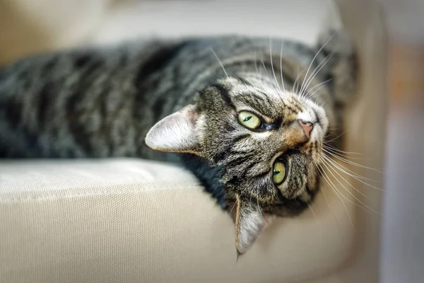 Cute Tabby Cat Relaxes Armchair Looks Camera Selected Focus Very — Stock Photo, Image