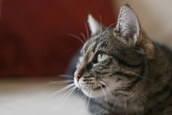 Cute Tabby Cat Profile Portrait Copy Space Selected Focus Narrow — Stock Photo, Image