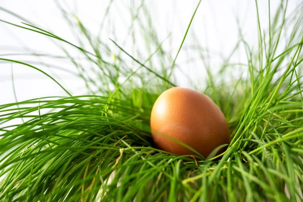 Brązowe Jajo Wielkanocne Gnieździe Zielonej Trawy Wybrane Ognisko Wąska Głębokość — Zdjęcie stockowe