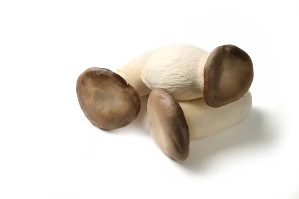 Raw King Oyster Mushroom Pleurotus Eryngii Isolated White Background — Stock Photo, Image