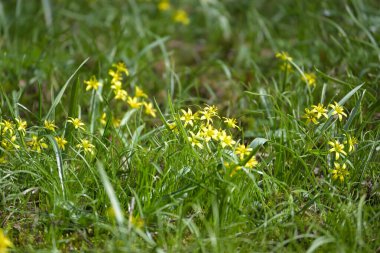 Beytüllahim 'in sarı yıldızı (Gagea lutea) çimenlerdeki çiçek grubu, İlkbaharın başlarında çiçek açan ampul, kopyalama alanı, seçilmiş odak, dar alan derinliği