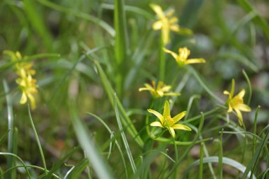 Beytüllahim 'in sarı yıldızı (Gagea lutea), baharın başlarında açan bir grup çiçek, kopya alanı, seçilmiş odak, dar alan derinliği