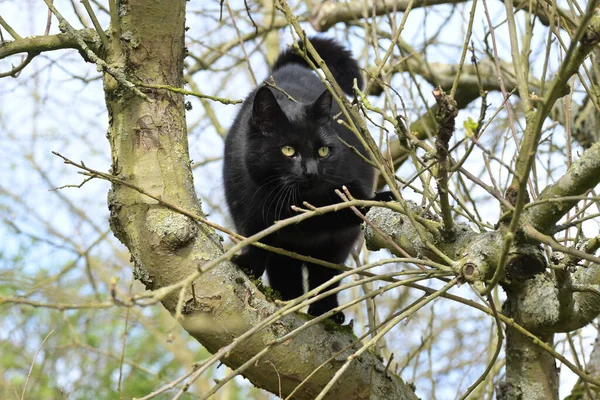 Gato Preto Está Subindo Nos Ramos Uma Árvore Velha Espaço — Fotografia de Stock