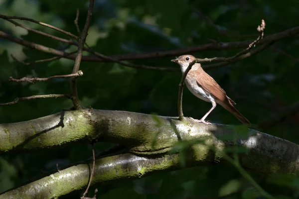 Rossignol Luscinia Megarhynchos Avec Insecte Dans Son Bec Petit Passereau — Photo