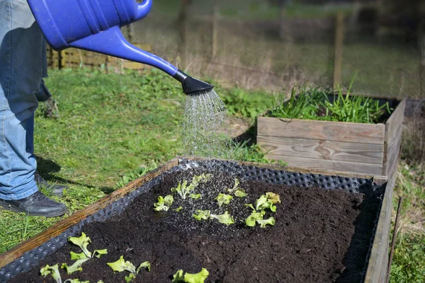 Blaue Gießkanne Gießt Wasser Auf Junge Salatpflanzen Hölzernen Hochbeet Gemüseanbau — Stockfoto