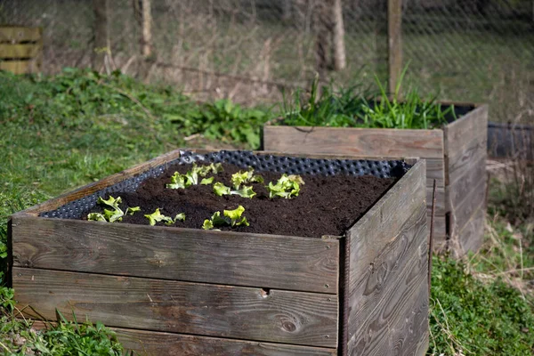 Young lettuce plants in a raised bed made of weathered wood, vegetable cultivation in a rural country garden, copy space, selected focus, narrow depth of field