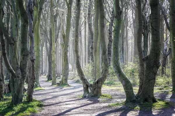 Troncos Árboles Curvados Largo Del Sendero Antiguo Bosque Hayas Gespensterwald — Foto de Stock