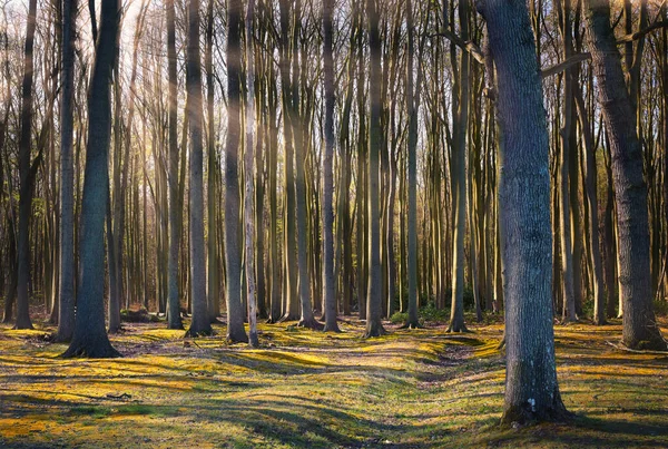 Troncos Árboles Antiguo Bosque Hayas Con Rayos Sol Una Mañana — Foto de Stock