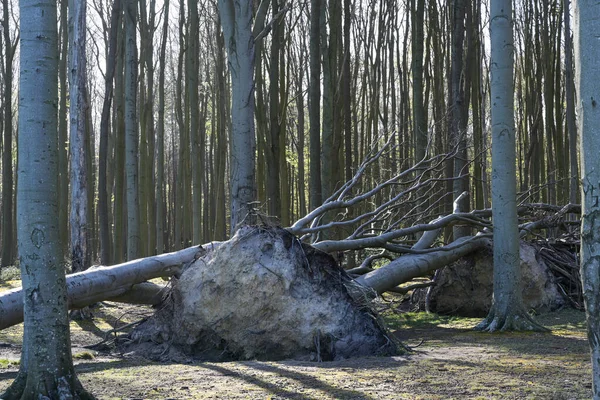 风暴破坏 老山毛榉森林中的树木被推倒 气候变化的惊人影响 — 图库照片