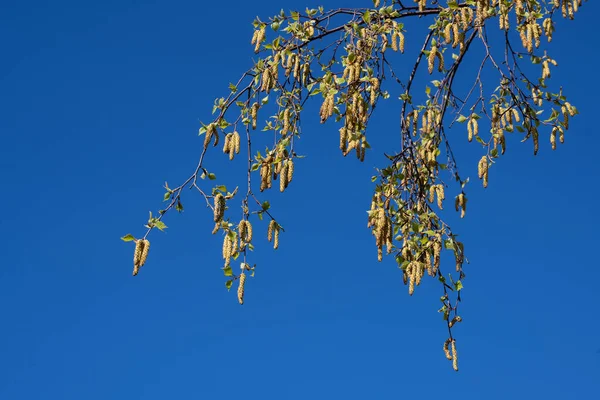 Ramo Uma Árvore Vidoeiro Com Pepinos Folhas Jovens Primavera Contra — Fotografia de Stock