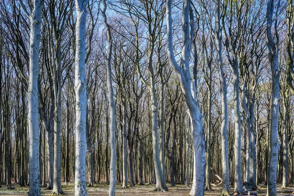 Tronchi Albero Una Vecchia Foresta Nella Luce Blu Del Mattino — Foto Stock