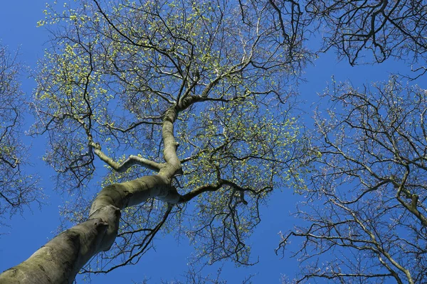 Vista Para Coroa Uma Árvore Faia Velha Com Primeiras Folhas — Fotografia de Stock