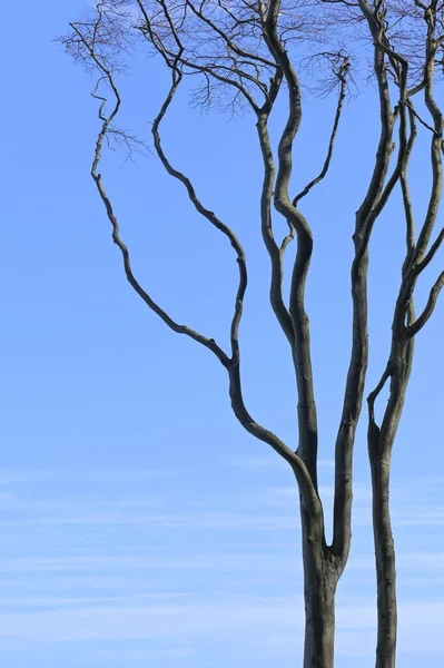 Viejo Árbol Desnudo Con Ramas Curvas Contra Cielo Azul Espacio — Foto de Stock
