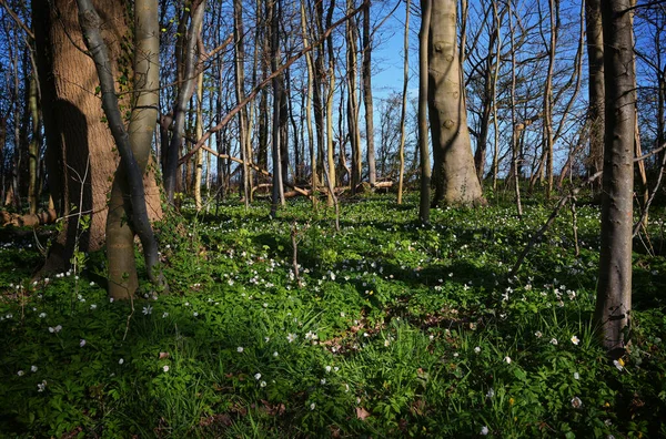 Vitsippor Bokskogen Blå Himmel Solig Morgon Vackra Vita Blommande Budbärare — Stockfoto