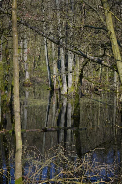 洪水在森林中泛滥 树木在水里立了过多的雨后 选定了重点 — 图库照片