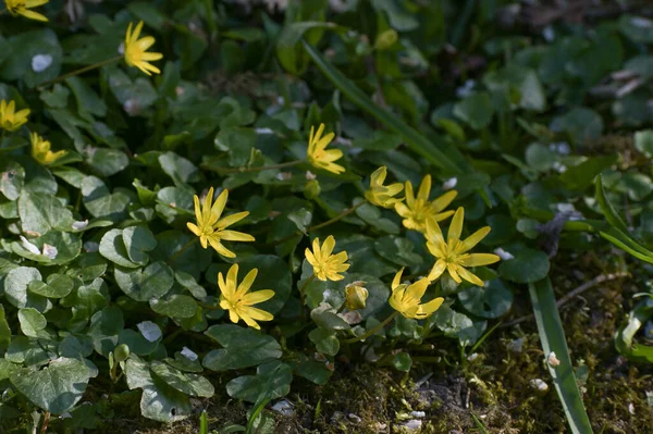 Ανθίζοντας Μικρότερη Σελανδίνη Pilewort Ficaria Ταβέρνα Χαμηλής Ανάπτυξης Πολυετές Φυτό — Φωτογραφία Αρχείου