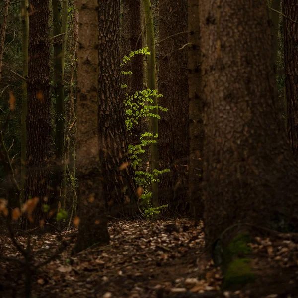 Hojas Haya Verde Joven Entre Troncos Árboles Viejos Bosque Oscuro — Foto de Stock