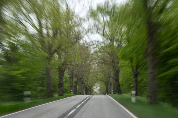 Alta Velocidad Una Avenida Con Árboles Viejos Peligroso Para Conductor — Foto de Stock