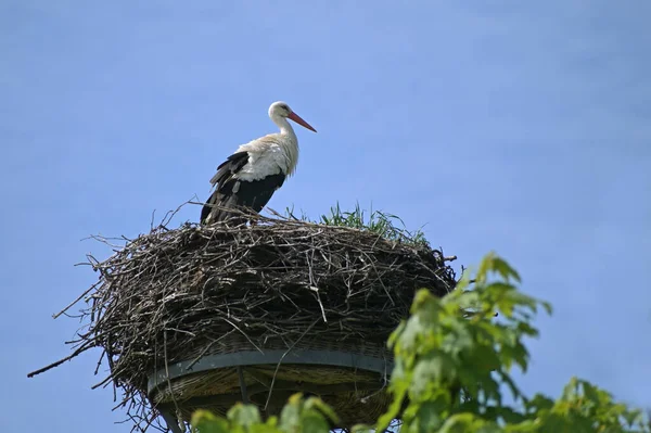 一只白鹤在一根杆子上的鸟巢上 大鸟从过冬的地面返回 等待着它的伴侣 蓝天带着复制的空间 — 图库照片