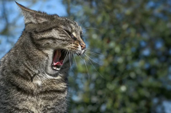 Ziewanie Tabby Kot Ogrodzie Przed Zielonymi Liśćmi Przestrzeń Kopiowania Wybrany — Zdjęcie stockowe