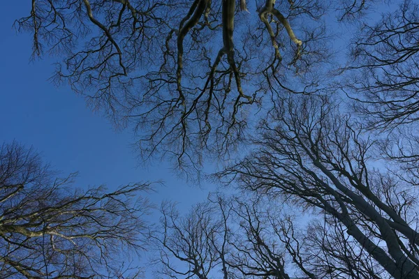 Vue Sur Cime Des Arbres Hêtres Nus Avec Petits Bourgeons — Photo