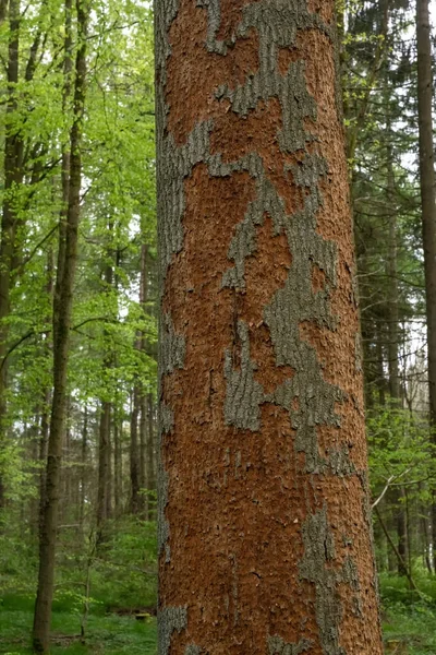 Tronco Albero Danneggiato Coleotteri Corteccia Praticano Fori Riprodursi Sotto Corteccia — Foto Stock